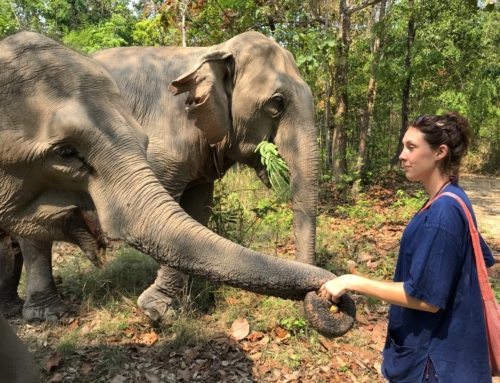 Elephant Retirement Park